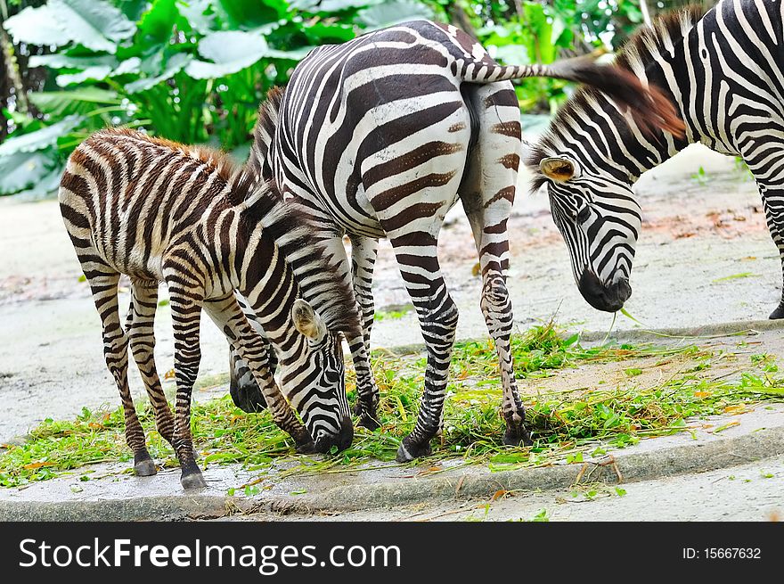 Zebras eating grass in their habitat