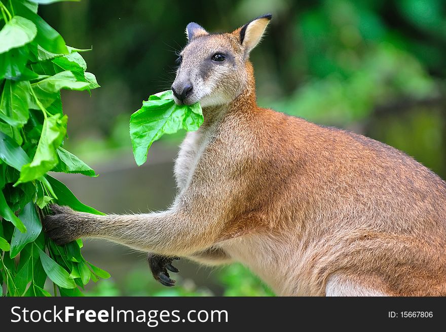 Young red kangaroo eating leaves. Young red kangaroo eating leaves