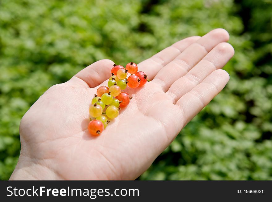 The picture shows a branch of ripe currants