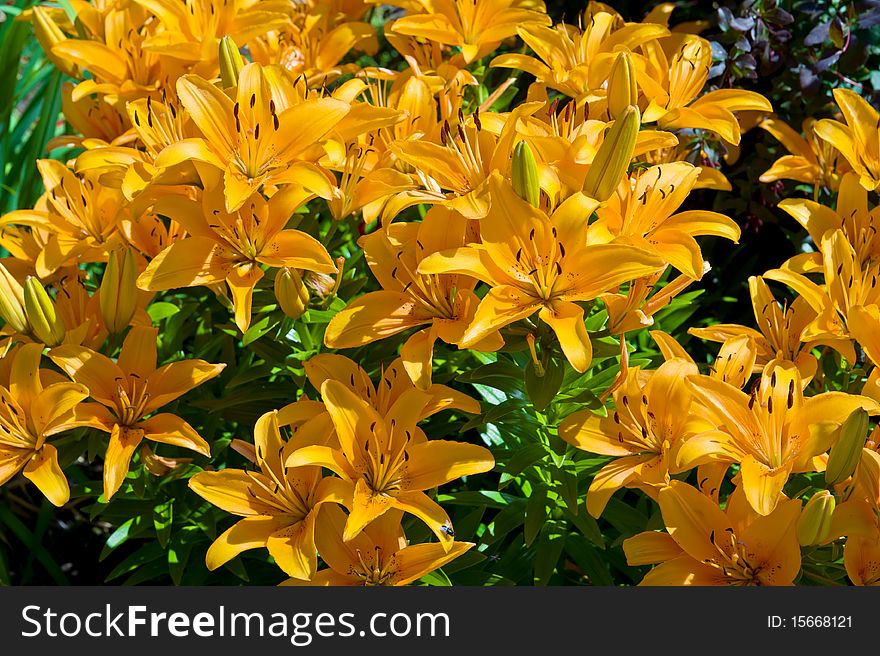 Tiger lily - Lilium lancifolium, Michigan lily (Lilium michiganense)