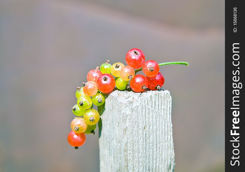 The picture shows a branch of ripe currants