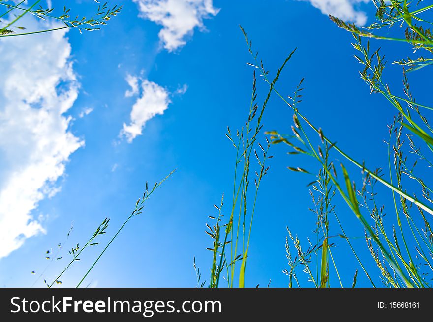 Green grass against the blue sky with clouds