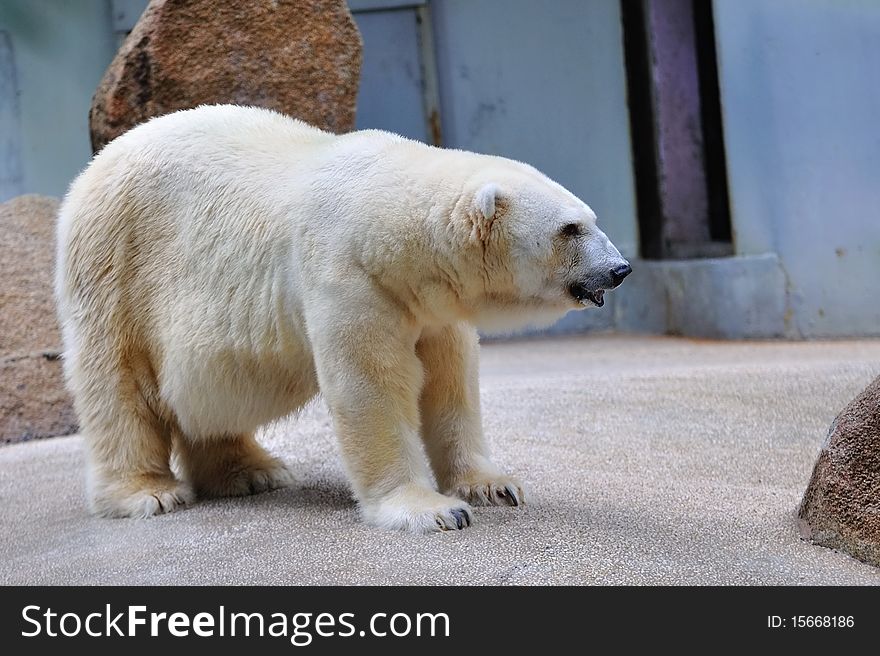 Polar bear standing in its habitat. Polar bear standing in its habitat