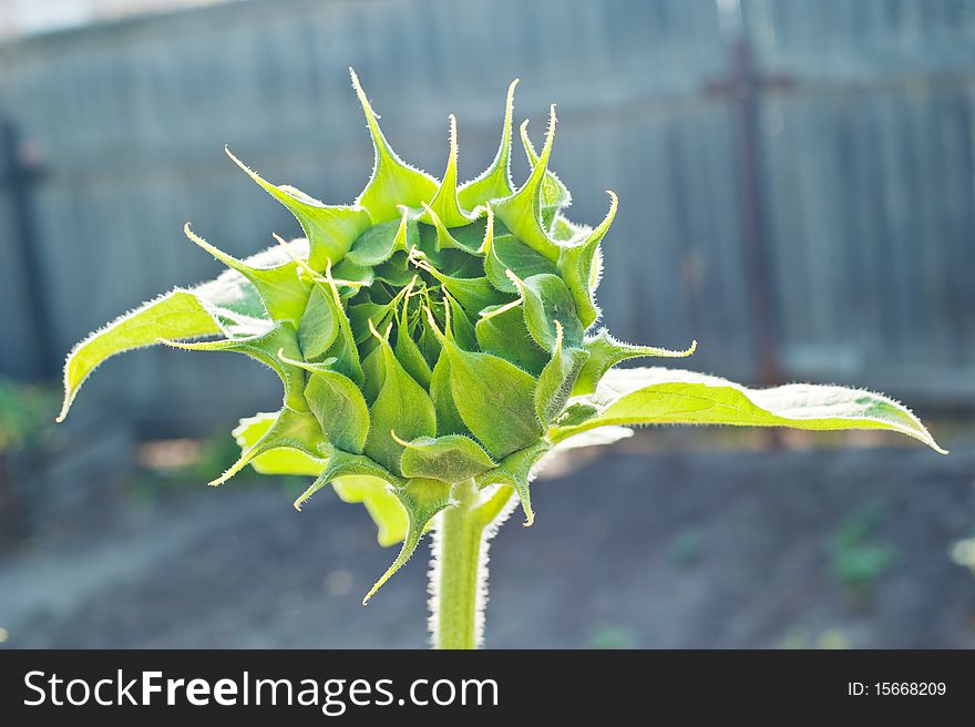 This flower is sunflower has not yet bloomed