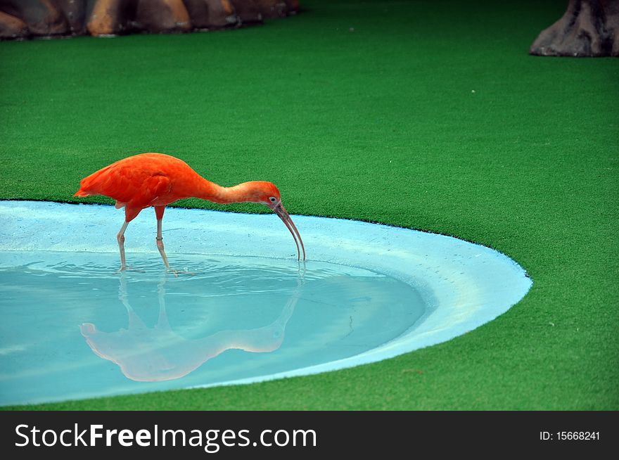 Bird drinking water in a pool. Bird drinking water in a pool