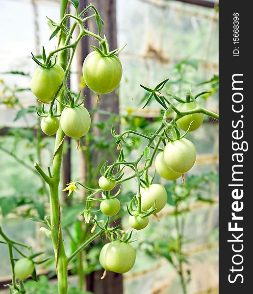Green tomatoes on a branch in the greenhouse