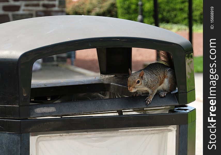 Squirrel is sitting on the refuse bin. It is photographed in the city street. Squirrel is sitting on the refuse bin. It is photographed in the city street.