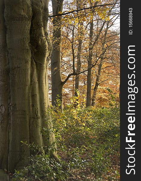 A morning light in autumn shines on the bark of a tree. You can see the beautiful structures now. A morning light in autumn shines on the bark of a tree. You can see the beautiful structures now