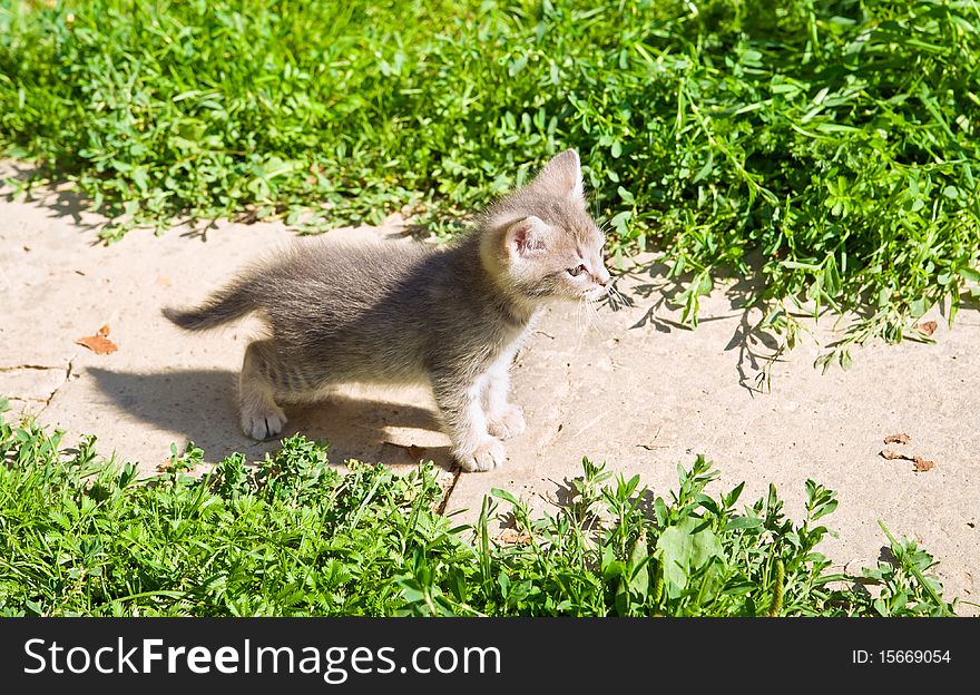 Little kitten playing on the grass close up