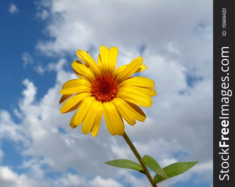 A beautiful yellow flower against the background of a beautiful sky