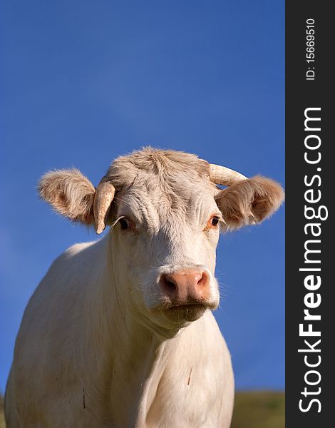 Cow in a prairie under clear blue sky