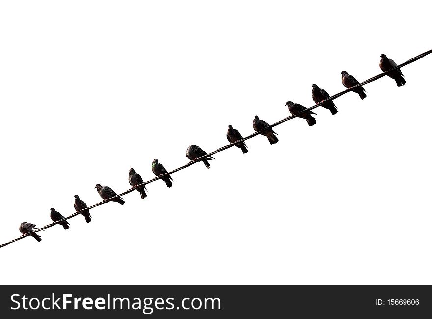 Pigeons on a wire isolated