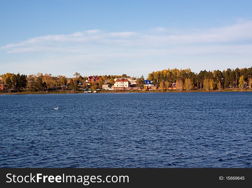 A swan floating in a lake; cottages in a forest are in the background