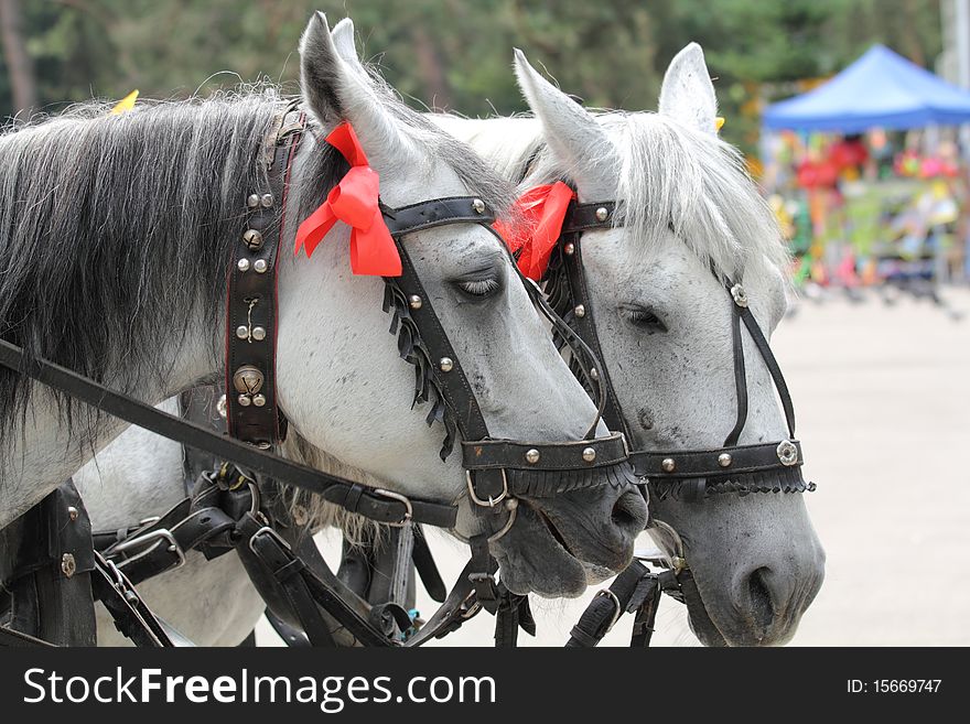 A pair of horses decorated with festive ribbons