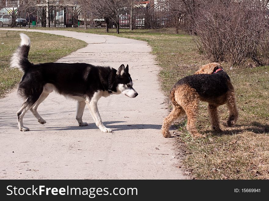A black and white husky and an airedale playing in a park. A black and white husky and an airedale playing in a park
