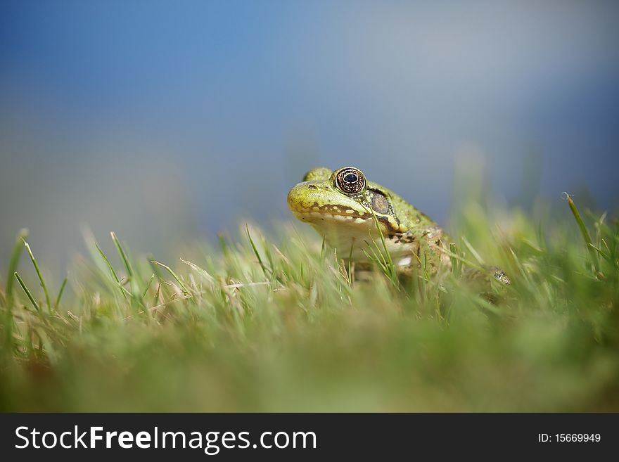 A detailed picture of a frog sitting in the grass with blue sky in back.
