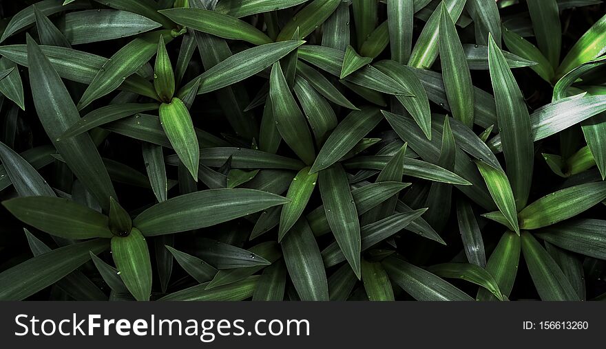 Beautiful natural oyster plant background of tropical green leaves