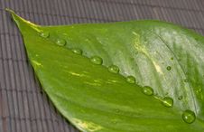 Rain Drops On Large Leaf Stock Photography Rain Drops On Large Leaf Stock Photography