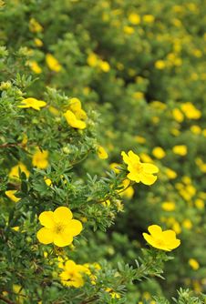 Summer Hedge Flowers Royalty Free Stock Photos Summer Hedge Flowers Royalty Free Stock Photos