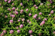 Flowers Of Clover Stock Photography