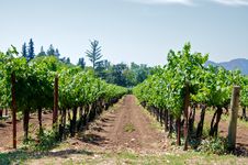 Vineyard Stock Photos Vineyard Stock Photos