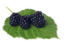 Blackberry On Green Leaf Stock Image Blackberry On Green Leaf Stock Image