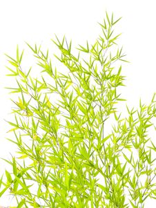 Bamboo Stock Image Bamboo Stock Image