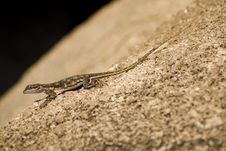 Lizard Basking Stock Image