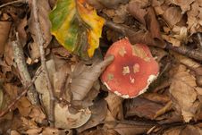 Autumn Leaves, Fungi And Twigs. Royalty Free Stock Image Autumn Leaves, Fungi And Twigs. Royalty Free Stock Image