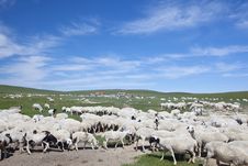 Sheep Herd Stock Photography