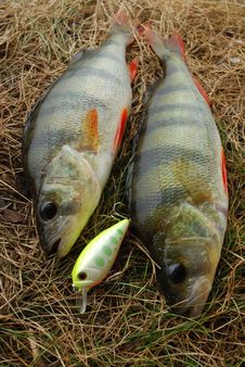 Two Perch Caught On Wobbler And Fishing Lures Royalty Free Stock Images Two Perch Caught On Wobbler And Fishing Lures Royalty Free Stock Images