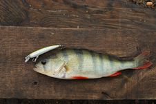 Perch Caught On Wobbler Royalty Free Stock Photo Perch Caught On Wobbler Royalty Free Stock Photo
