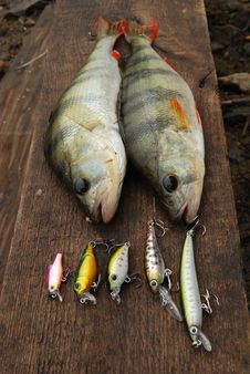 Two Perch Caught On Wobbler And Fishing Lures Stock Image Two Perch Caught On Wobbler And Fishing Lures Stock Image