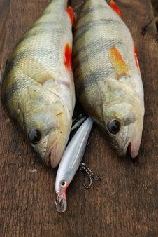 Two Perch Caught On Wobbler Stock Image Two Perch Caught On Wobbler Stock Image