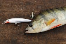Perch Caught On Wobbler Stock Photography Perch Caught On Wobbler Stock Photography