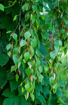 Branches Of Birch Royalty Free Stock Image Branches Of Birch Royalty Free Stock Image