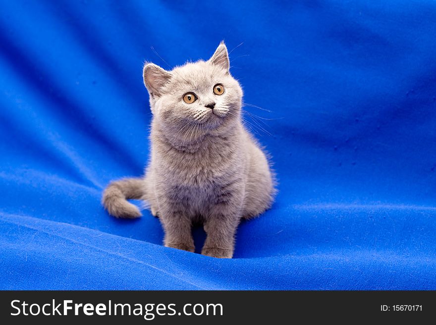 A yellow-eyed British shorthair blue kitten on blue background