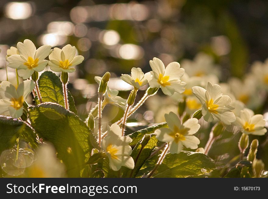 Primroses on Dartmoor in the spring