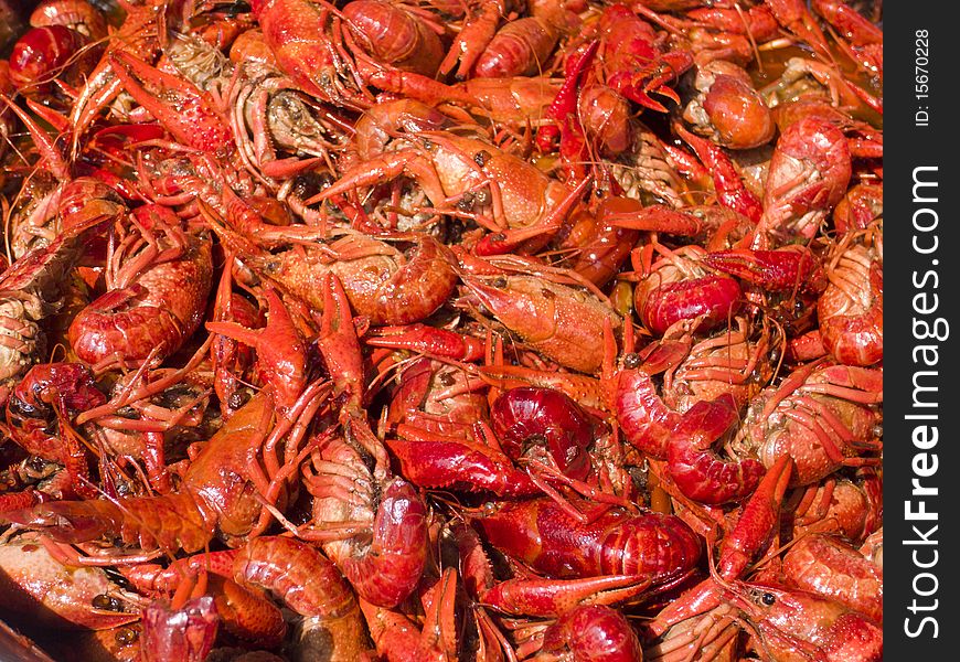 Red crayfish closeup for sunlight