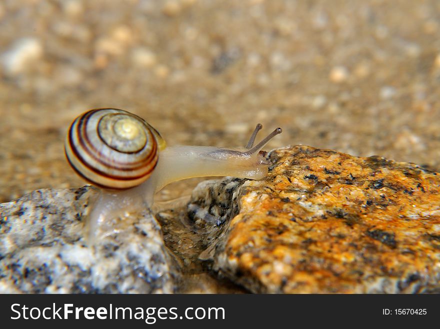 Snail on the stone is climbing over water.