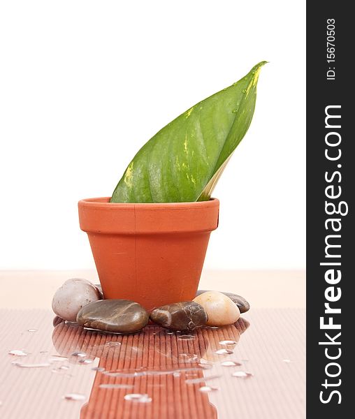 Leaf growing out of a pot with stones and water drops. Leaf growing out of a pot with stones and water drops