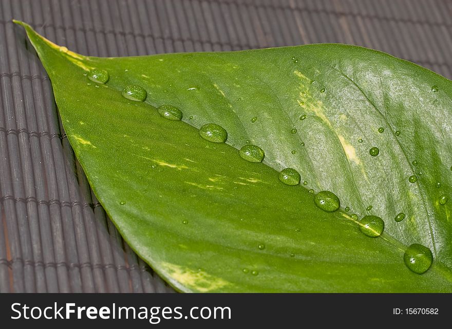 Rain Drops On Large Leaf