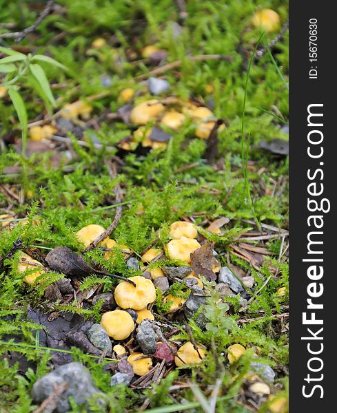 Chanterelle Group In Forest