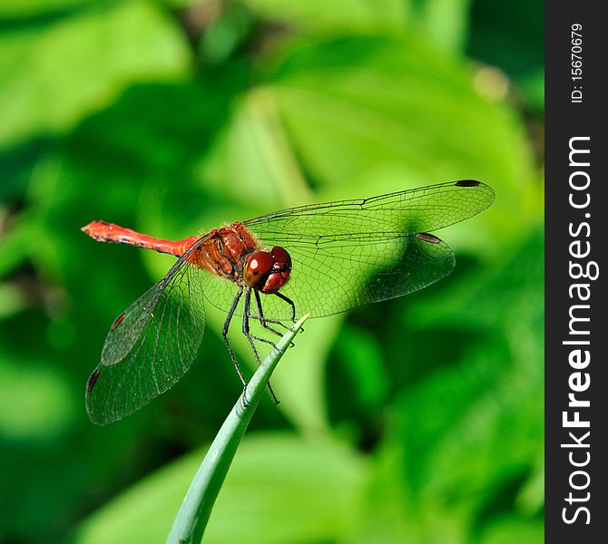 Dragonfly (Sympetrum sanguineum) repose on the grass-blade.