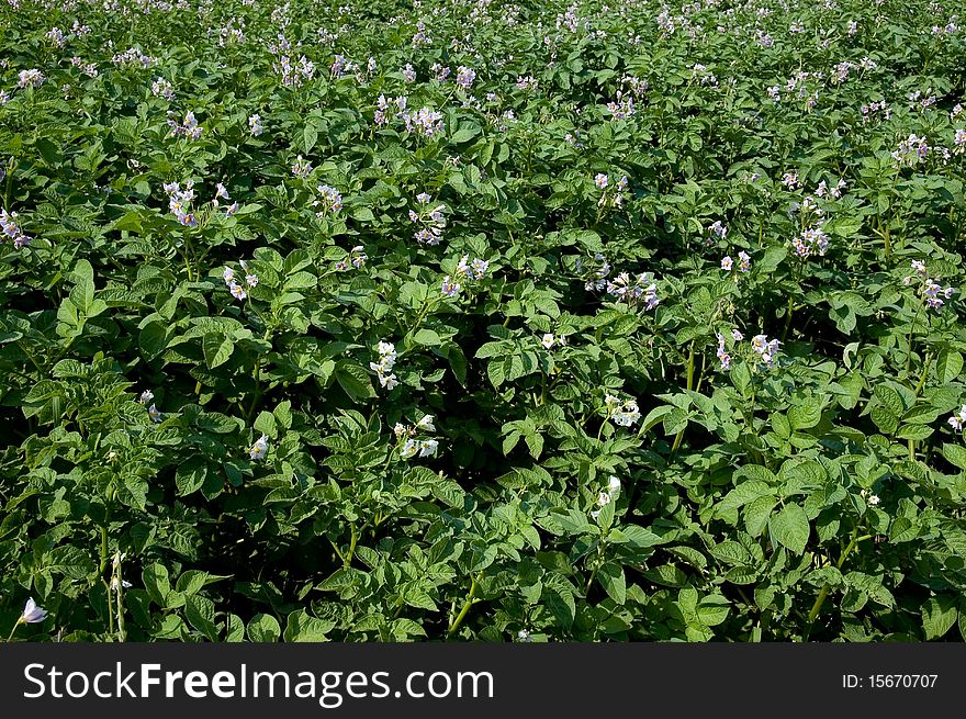 Flowers of potato
Field of flowering potato