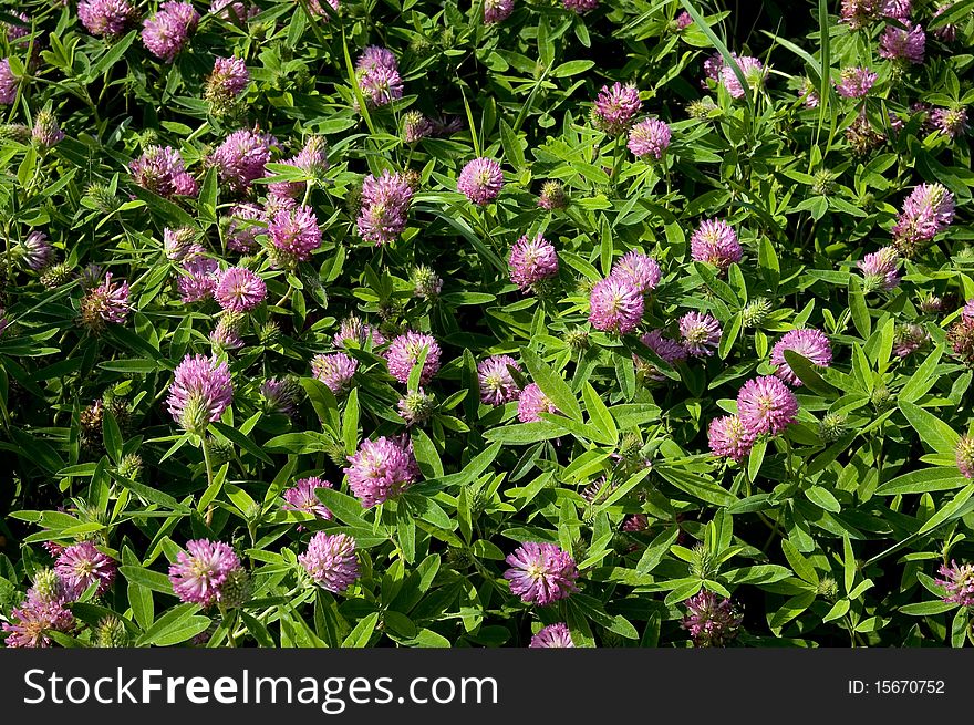 Flowers of clover Field of flowering red clover