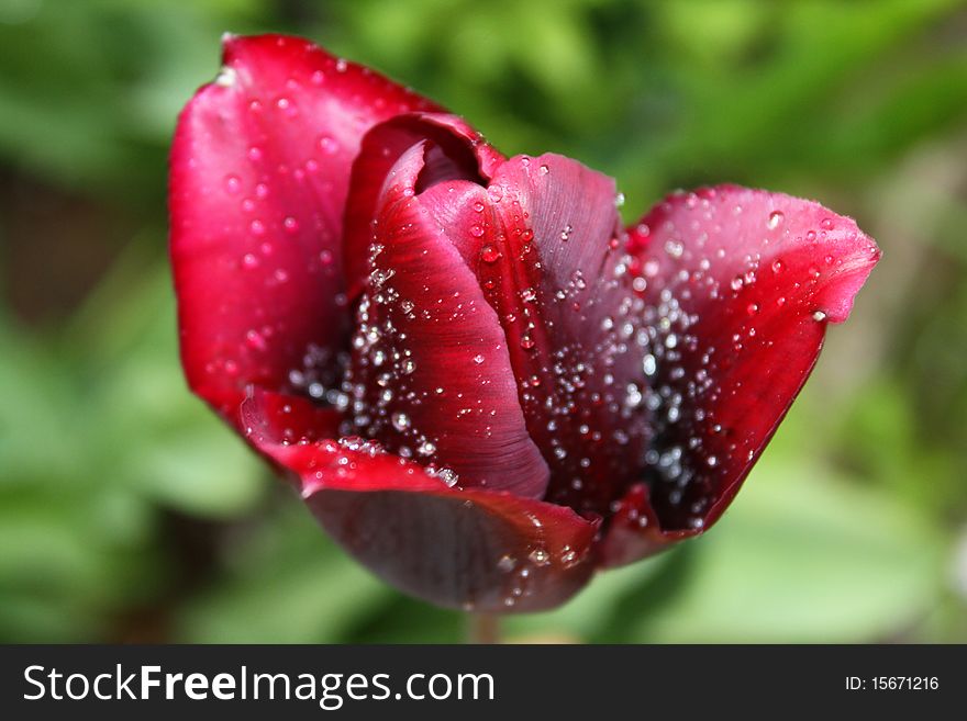 Droplets covering a blooming tulip early in the morning after refreshing rain. Droplets covering a blooming tulip early in the morning after refreshing rain