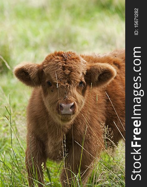 Highlander calf in the grass. Highlander calf in the grass