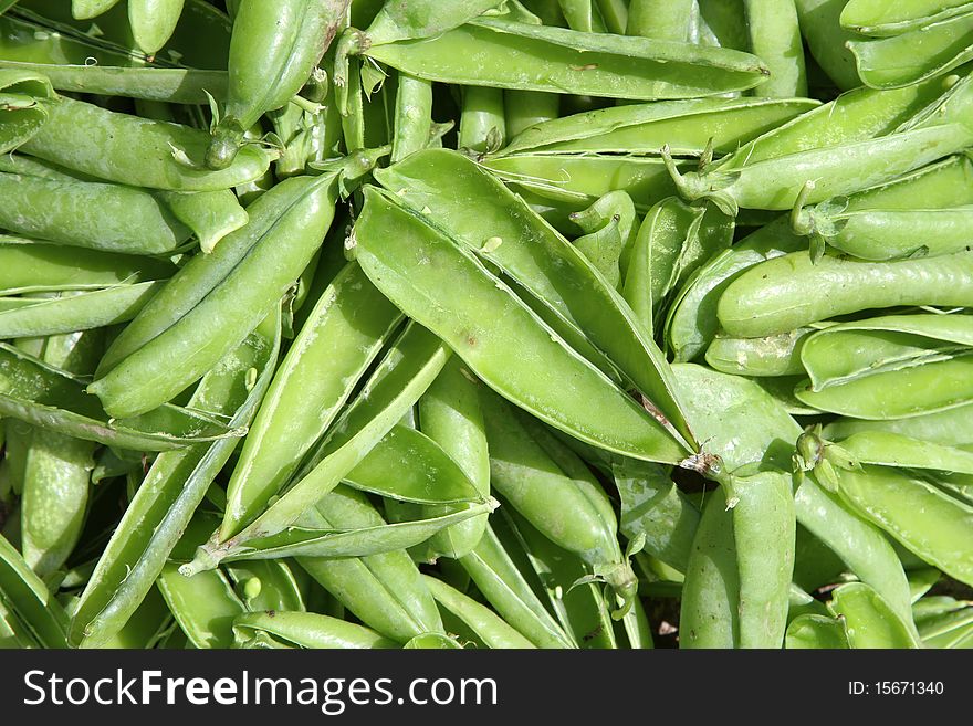 Empty pea pods, textured green horticultural waste product. Empty pea pods, textured green horticultural waste product.