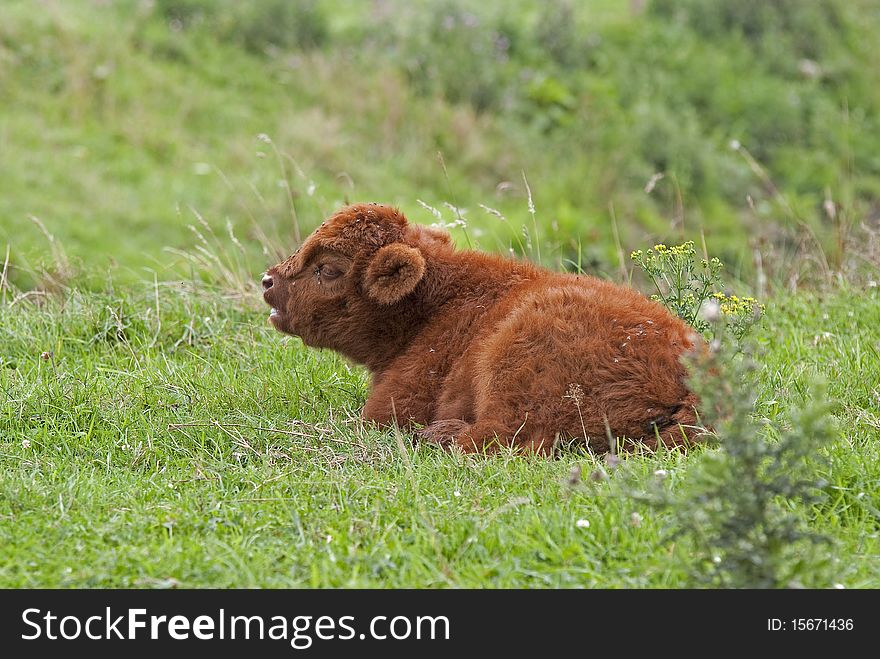 Highlander calf in the grass. Highlander calf in the grass